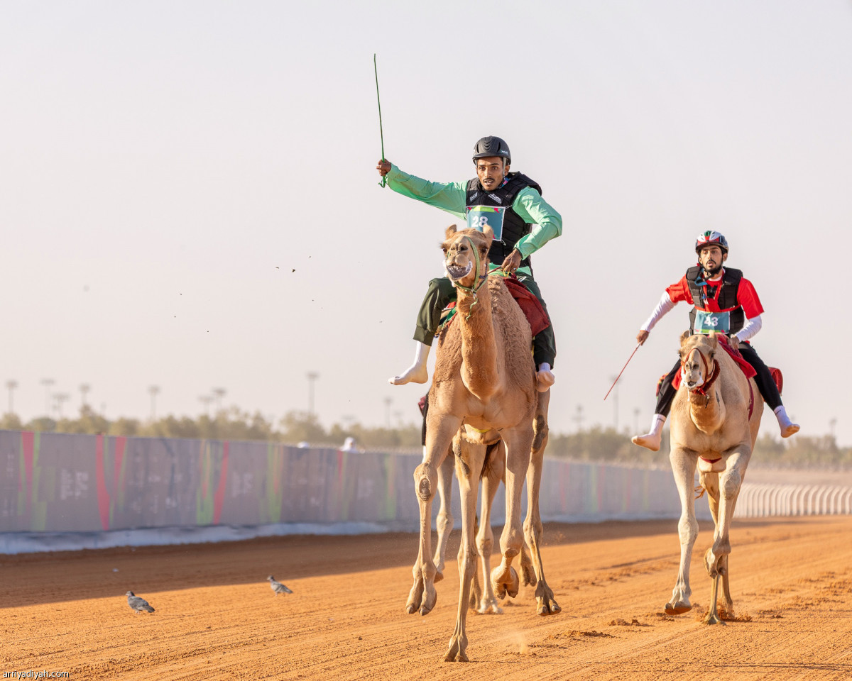 الهجن .. سيطرة سعودية