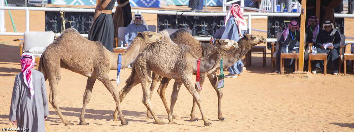 شوط «الرؤية»