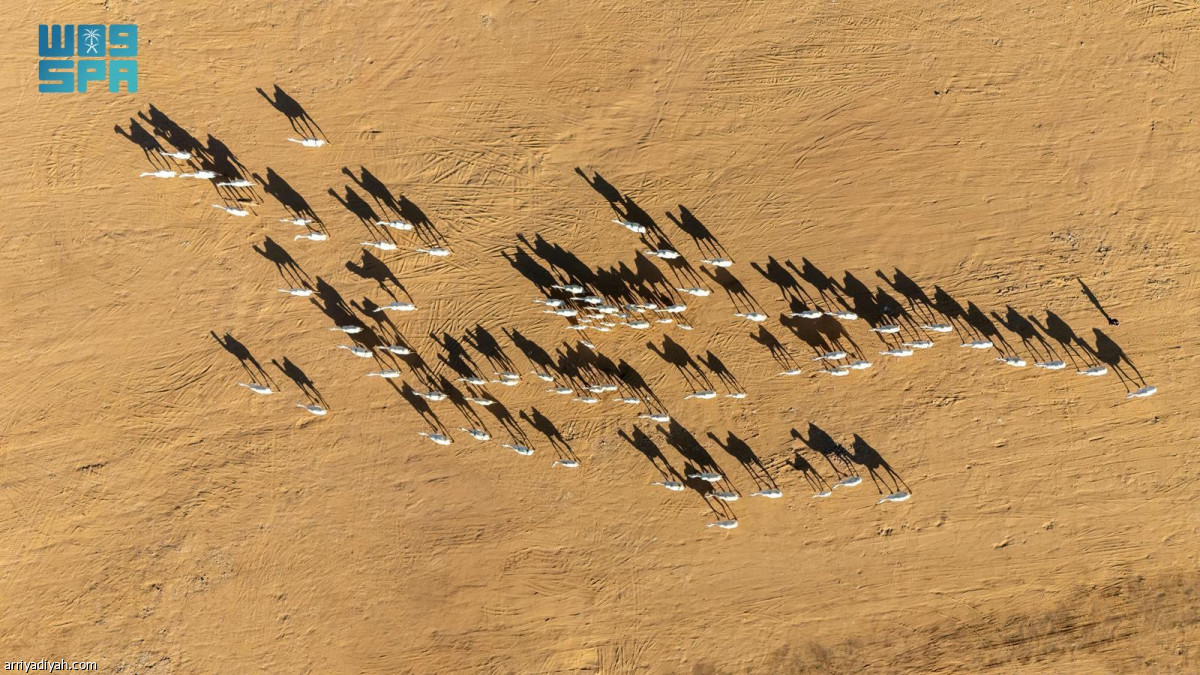 انطلاقة مزاد الإبل