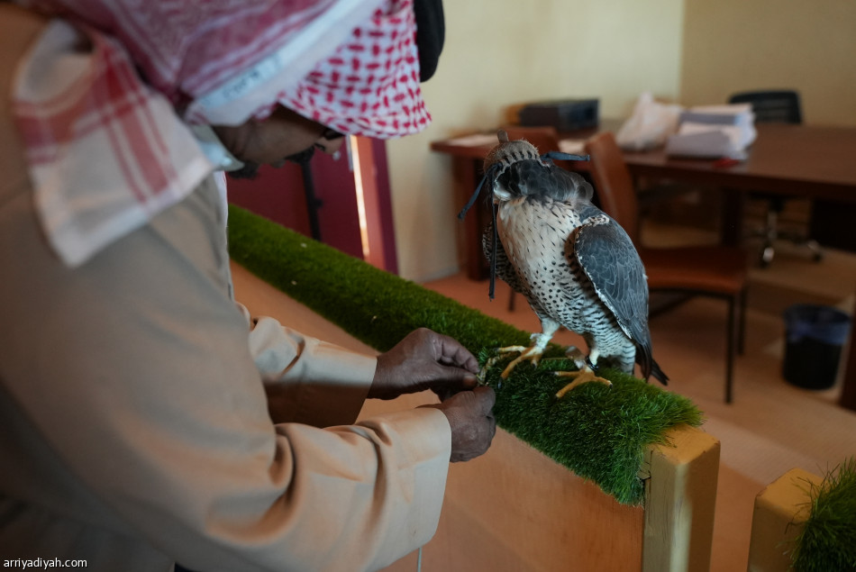 بدء تسجيل المشاركين في المسار الأول في كأس العلا للصقور